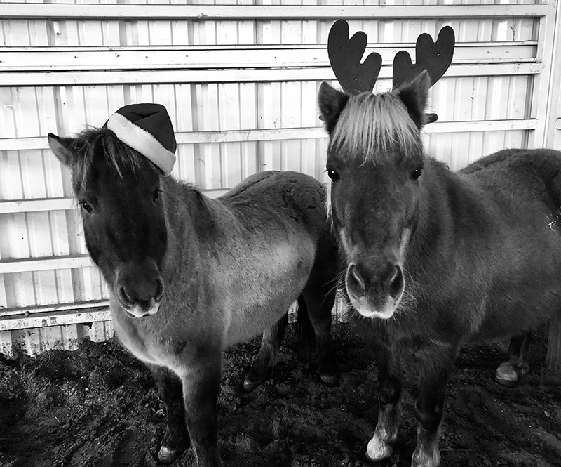 horses wearing santa hat and antlers
