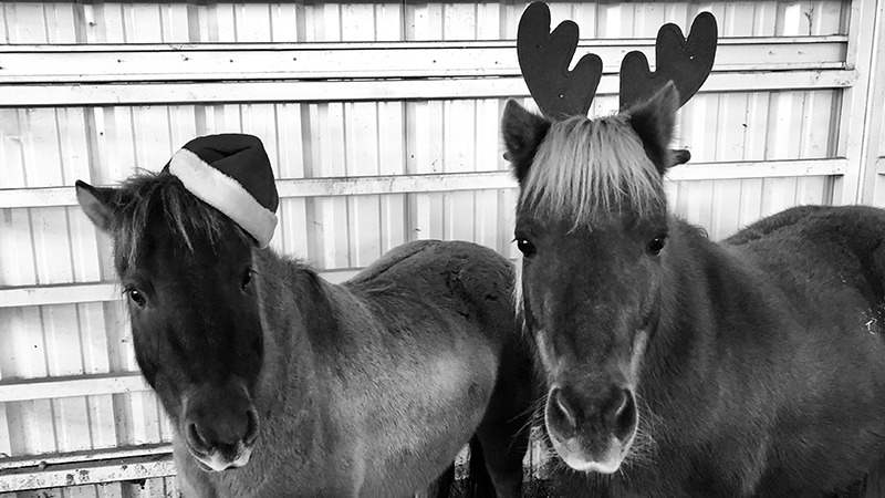 miniature horses wearing antlers and santa hat