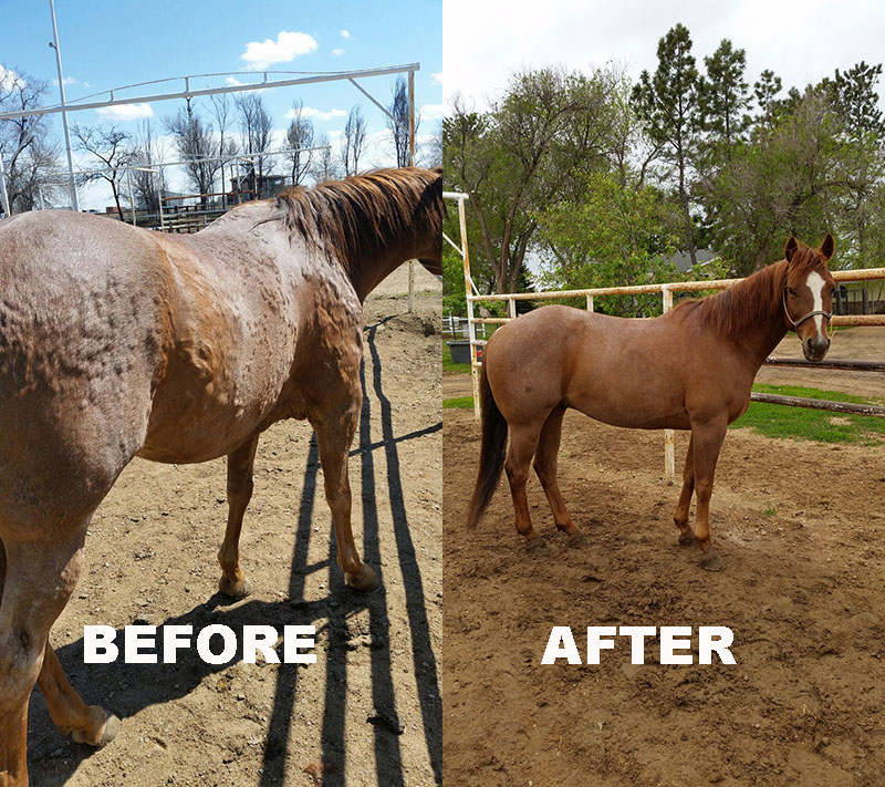 Kinetic vet horse hives