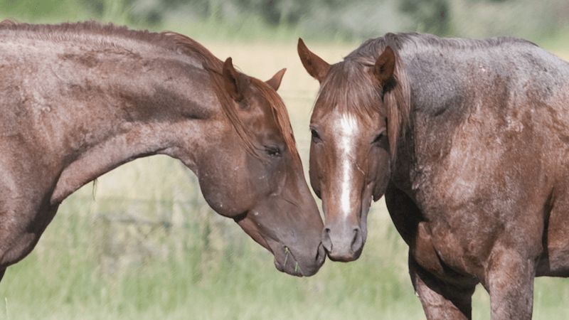 two horses touching noses in a field
