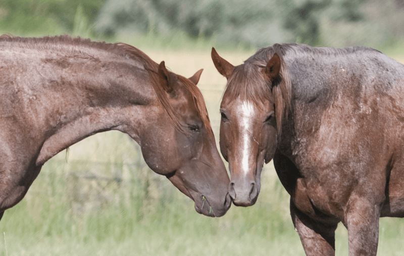 two horses touching noses in a field