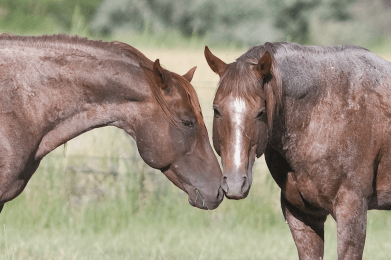 two horses touching noses in a field