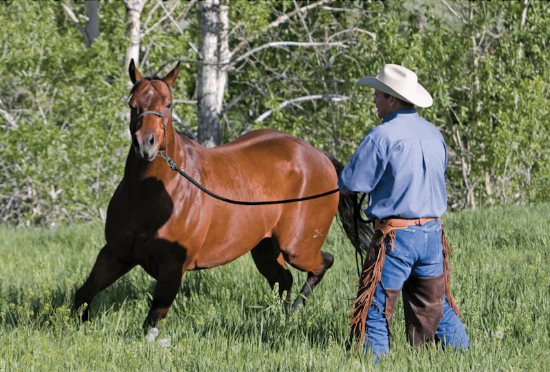 Ken McNabb leading pushy horse in a circle