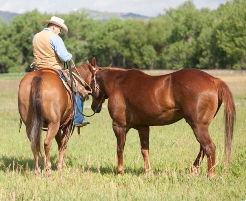 Marty Marten leads pony horse