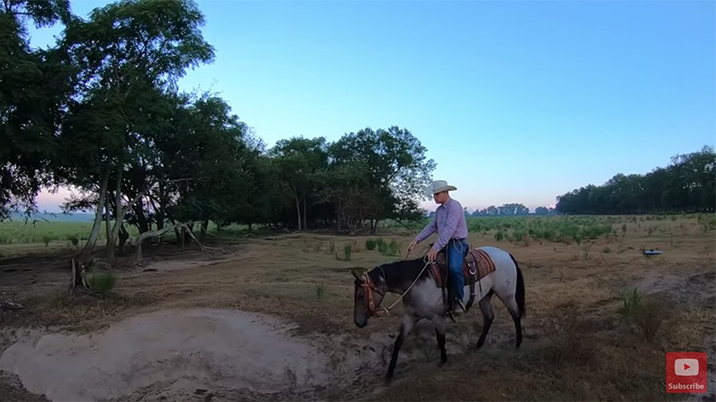 low country cowboys episode