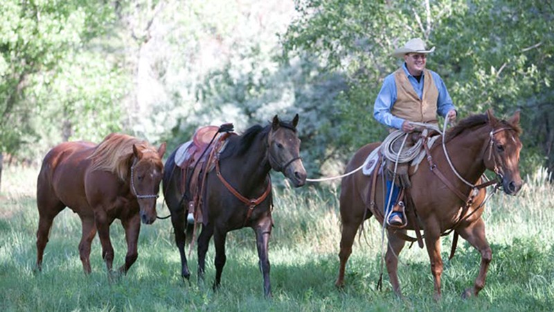Marten Marten ponys horses though trees