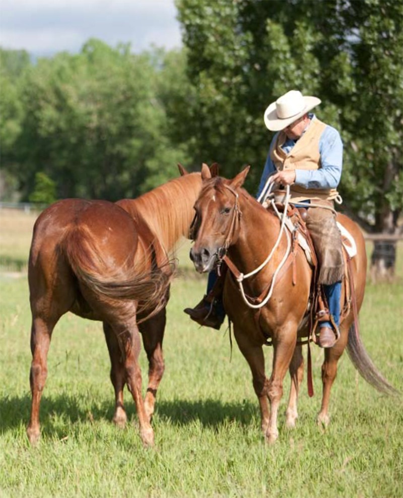 cowboy teaches horse to pony