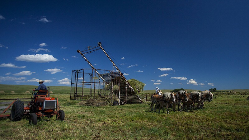 Haythorn ranch draft horses