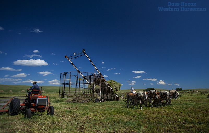 Haythorn Ranch draft horses loading hay