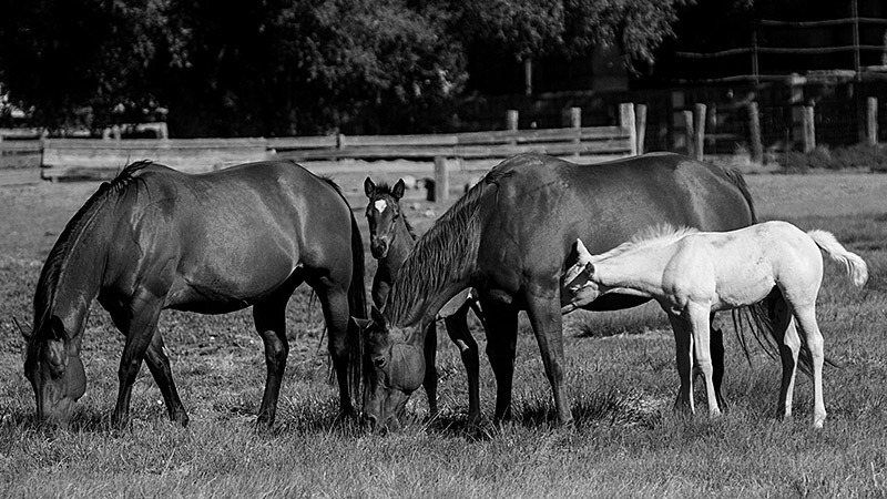 foals standing with mares in a field
