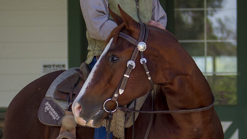 horse with snaffle bit in mouth