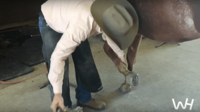 Lee Olsen demonstrating how to take off a horse shoe