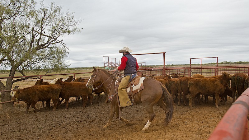 TJ Roberts sorting calves horseback at the Tongue River Ranch