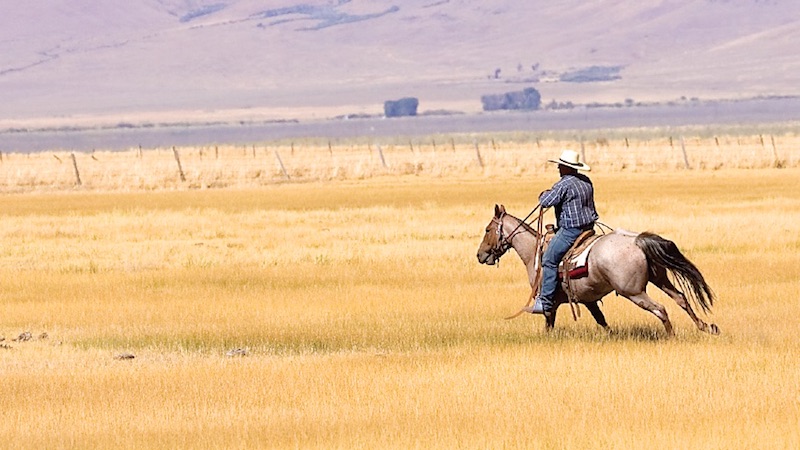 Ty Van Norman loping horse to try and catch a cow