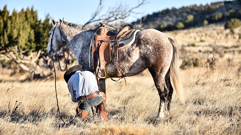 5 star equine