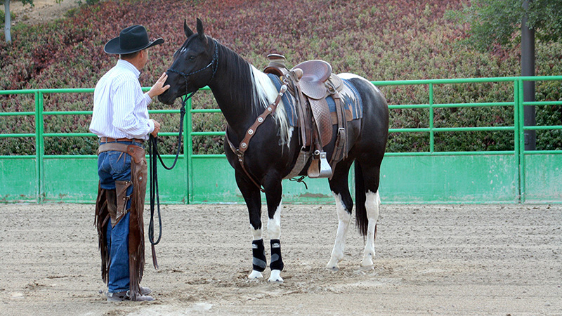Richard Winters horsemanship