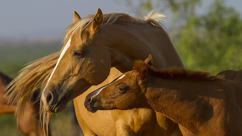 Beggs Ranch foal and mare