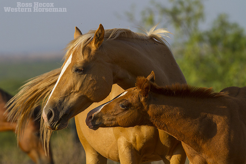 Beggs ranch foal nuzzling mare