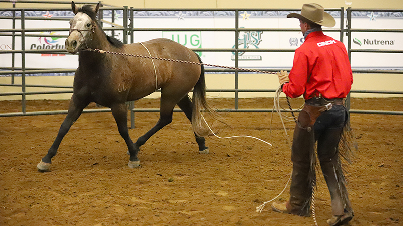 Ben Baldus uses a rope to start a Four Sixes colt