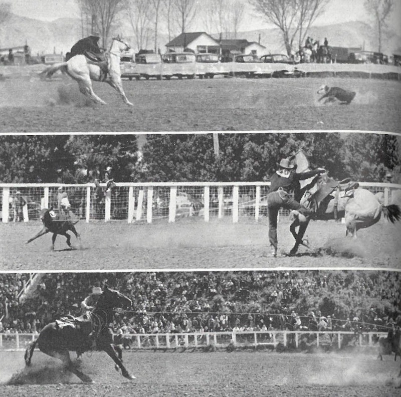 Three calf roping flashback pictures 