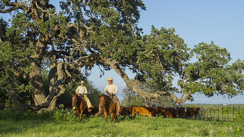 two cowboys riding horses under a tree