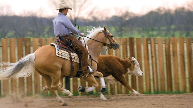 horse chasing cow on the fence