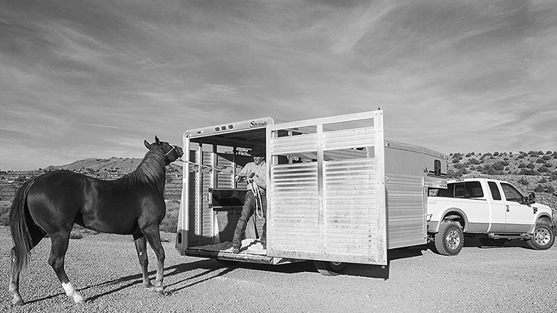 cowboy trying to put a tough to load horse on a trailer