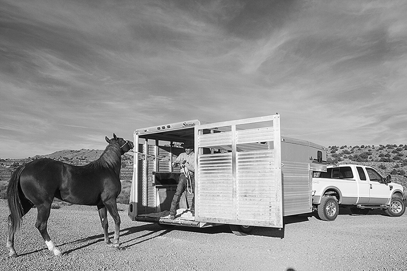 cowboy loading horse on trailer