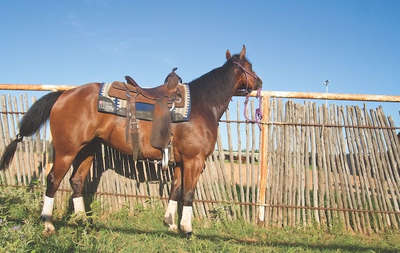 A horse stands tied to a fence.