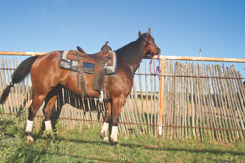 A horse stands tied to a fence.