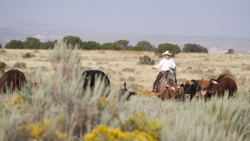 Jerry Winn gathering a herd of cattle for crossing railroad tracks