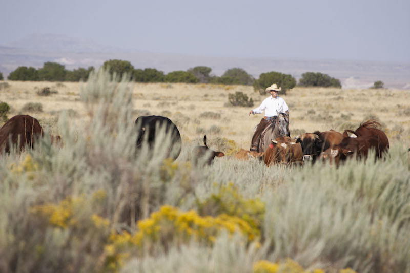 Jerry Winn riding through pushing cattle