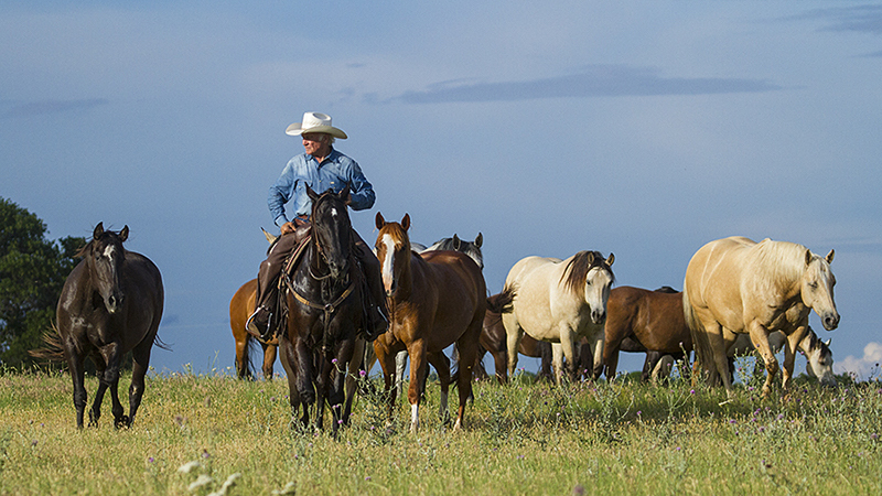 Larry Mahan leading horses through a pasture