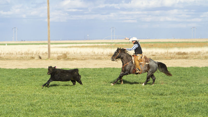 Tripp Townsend roping yearling in the pasture
