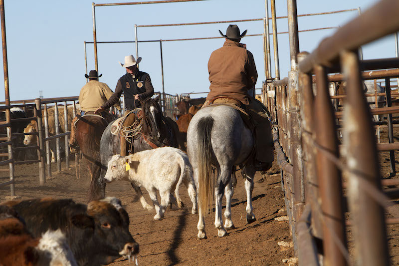cowboys sorting calves in alleyway