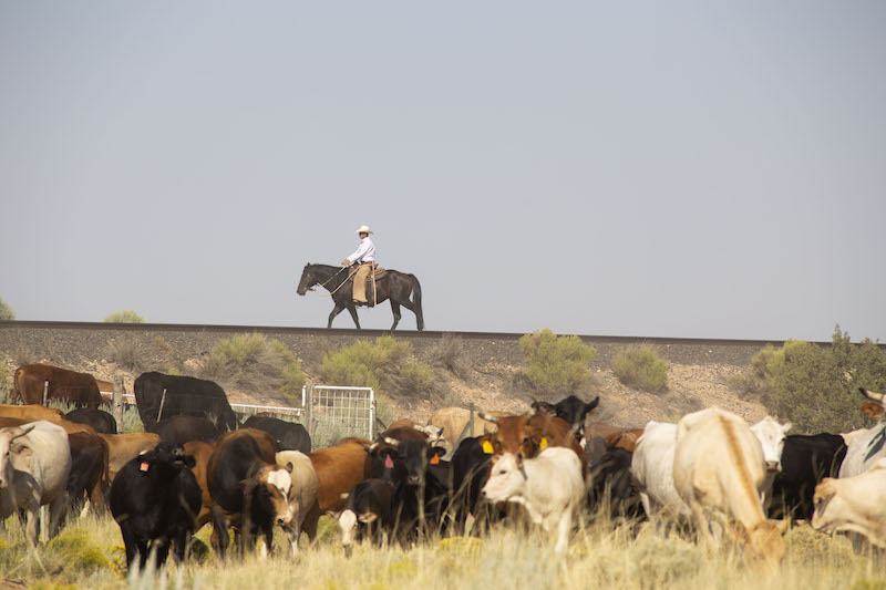 Henson Winn monitors the cattle’s steady progress over the tracks, all while keeping an eye on the horizon.