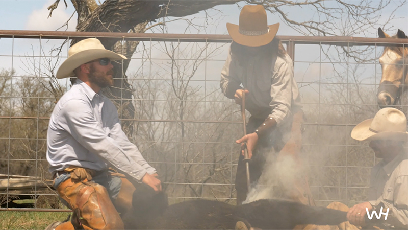 branding calf during spring works