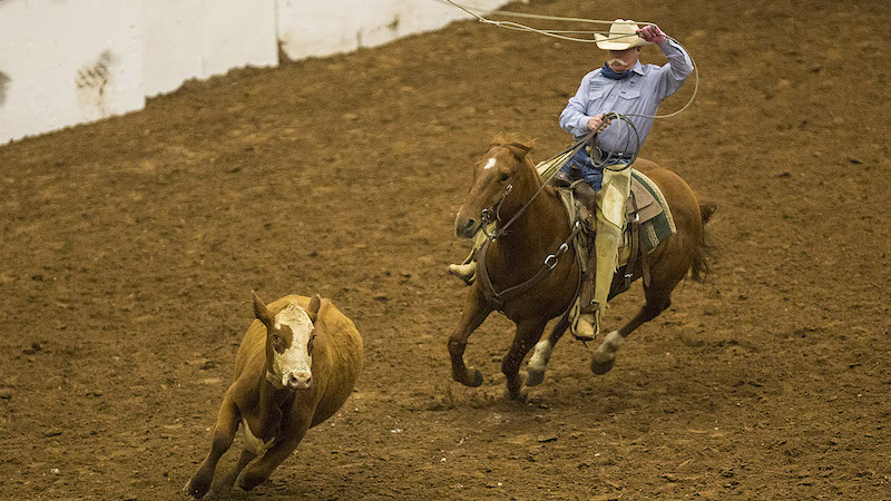 Craig Haythorn roping a yearling off the top horse from the Western Heritage Classic