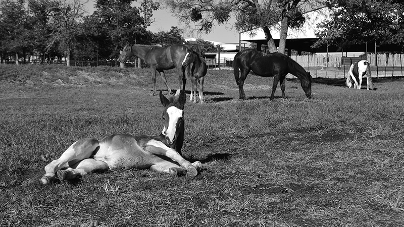 foal laying on ground