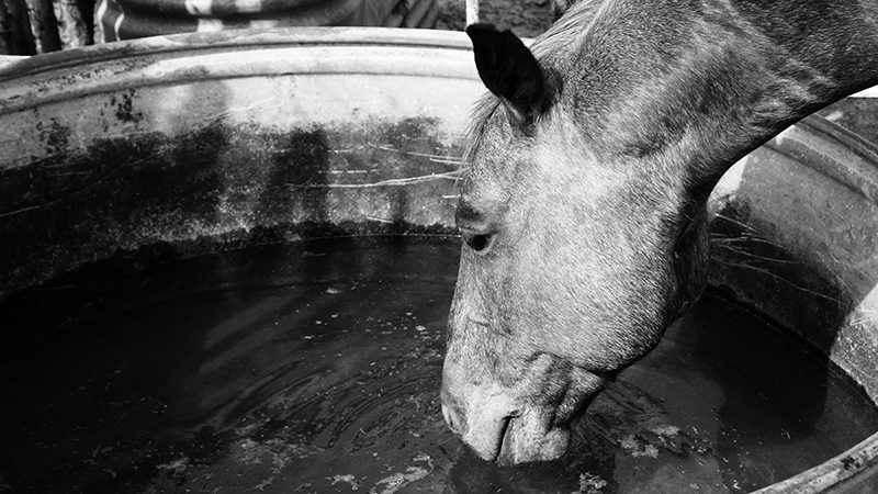 horse drinking water from trough