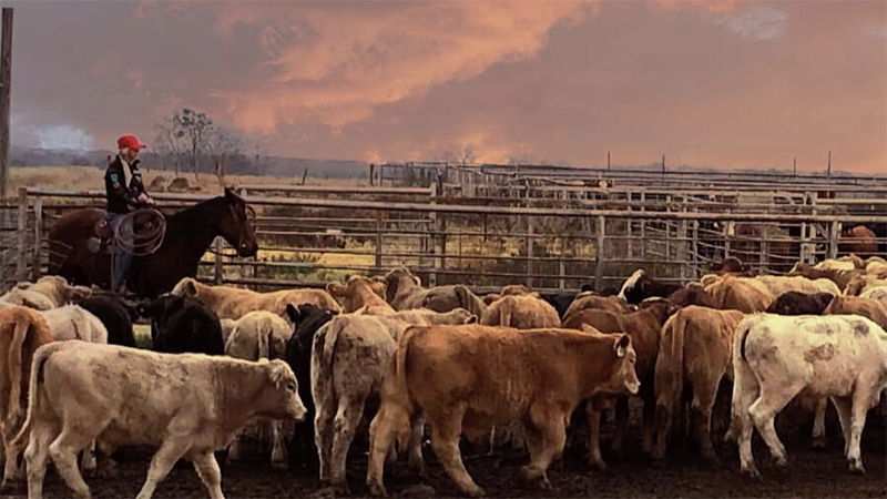 adopted horse bear pushing cattle in pen