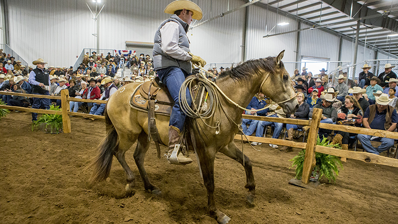 horse in horse sale at Western Heritage Classic