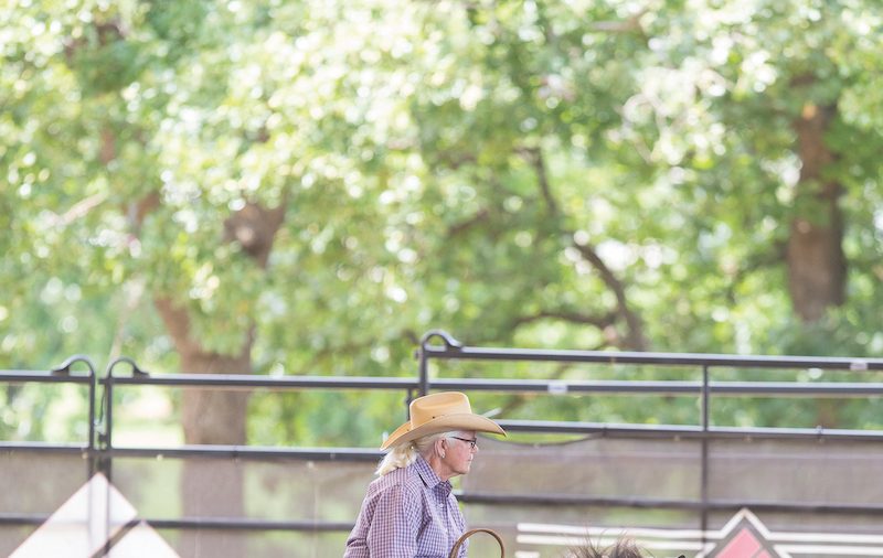 Working cow horse