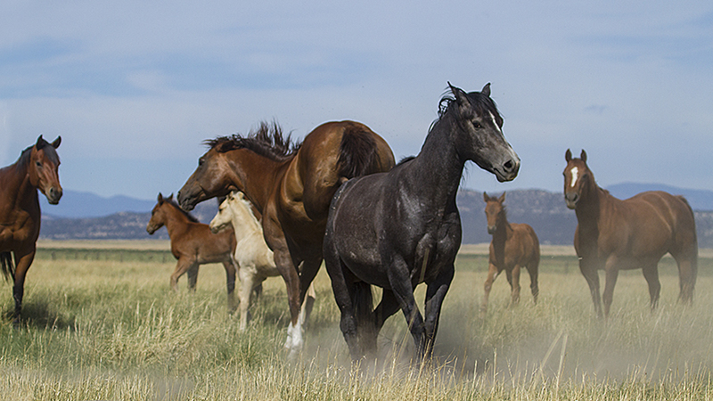 broodmare brawl in the pasture at the CS Ranch