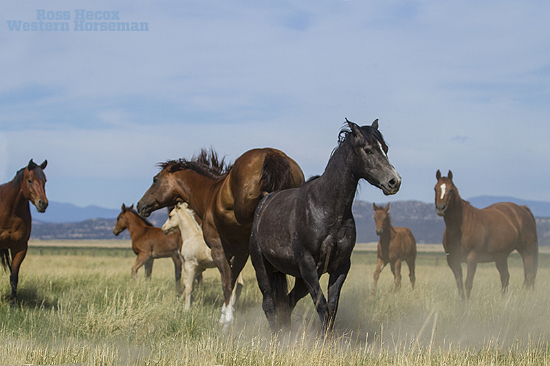 Broodmare kicks at another horse on the CS Ranch in New Mexico