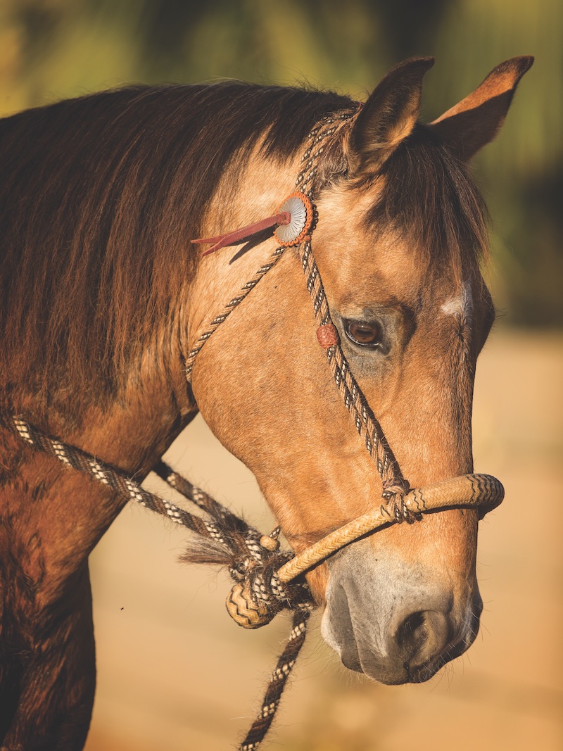 horse with a hackamore on