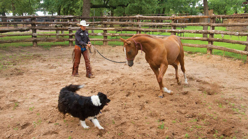 Craig Cameron demonstrating handling weanlings and yearlings