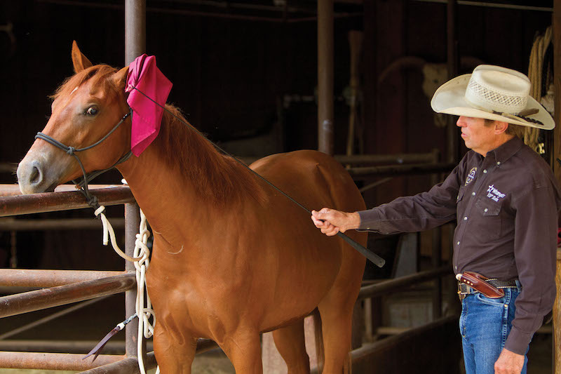 Cole Cameron demonstrating how to use a flag on a weanling