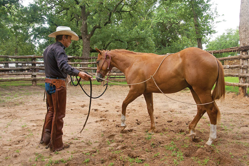 Craig Cameron using a rope to work on handling weanlings and yearlings