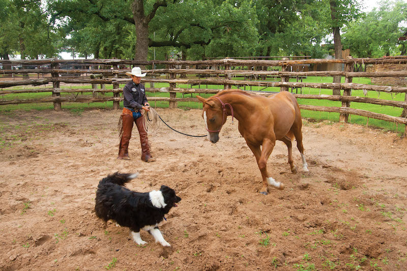 Craig Cameron working with young horse on groundwork
